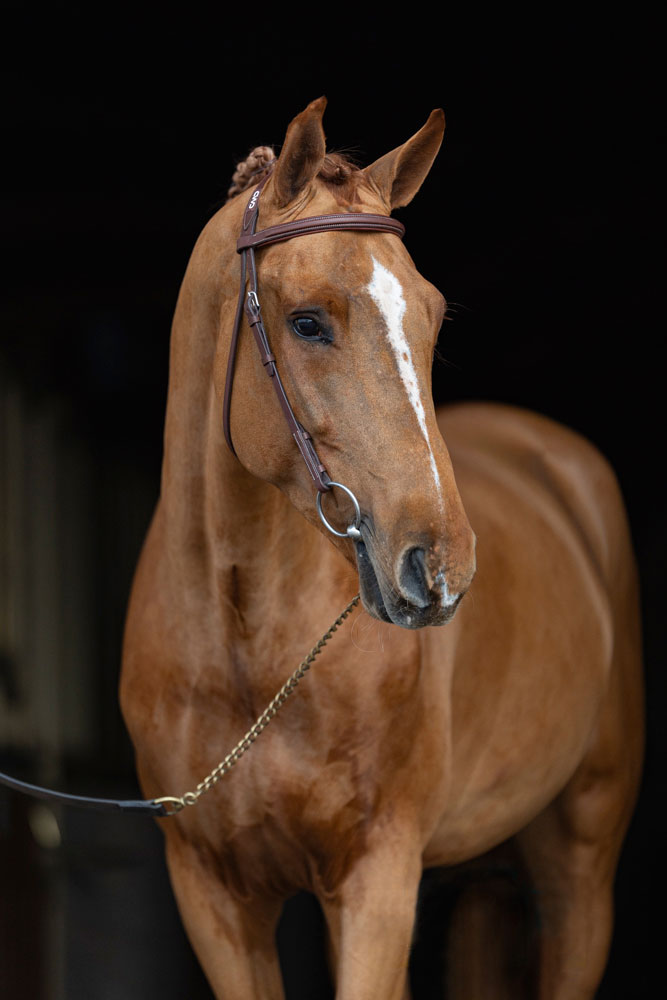 Centro ippico Scuderia la Caccia: i nostri cavalli