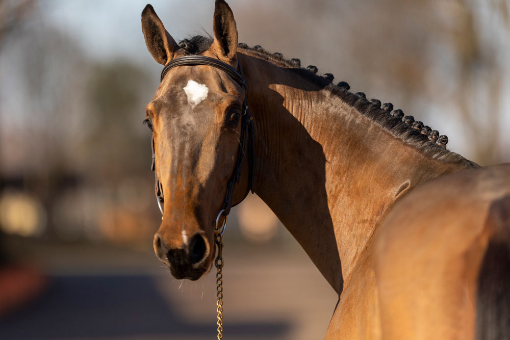 Centro ippico Scuderia la Caccia: i nostri cavalli