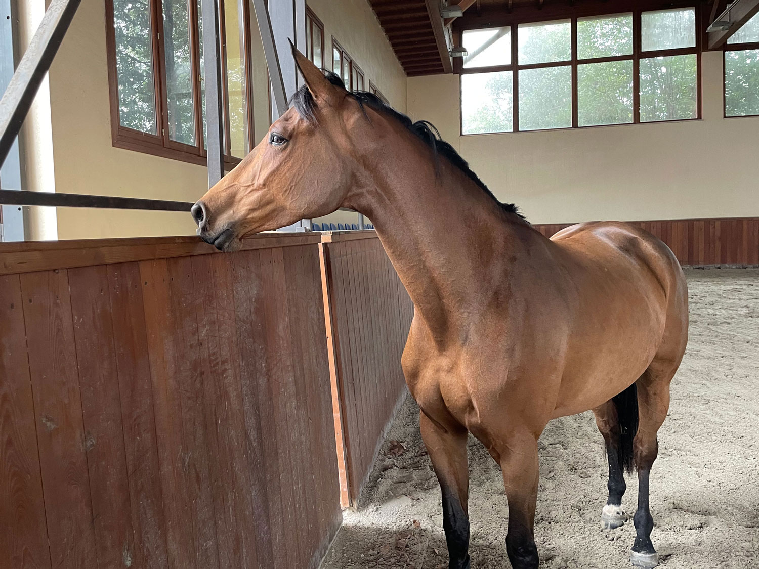 Centro ippico Scuderia la Caccia: i nostri cavalli