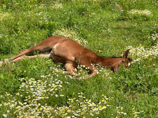 Centro ippico Scuderia la Caccia: i nostri puledri